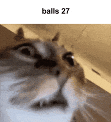 Balls 27 Balls Cat GIF - Balls 27 Balls Balls Cat GIFs