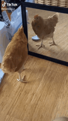 Chicken Mirror GIF - Chicken Mirror GIFs