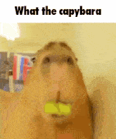 a capybara with a tennis ball in its mouth is eating a tennis ball .