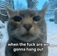 a close up of a cat with the words " when the fuck are we gonna hang out " below it