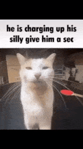 Silly Cat GIF - Silly Cat Silly Cat GIFs