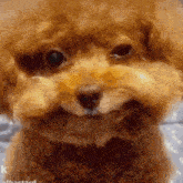 Mulch Mulch Dog GIF - Mulch Mulch Dog Edit GIFs