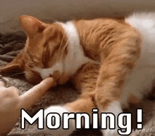 an orange and white cat is licking another cat 's paw while laying on a bed .