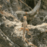 Square Up Brown Anole Lizard GIF