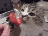 a cat is licking a piece of strawberry