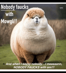 Mowgli Fat Alpacha GIF - Mowgli Fat Alpacha Nobody Fucks With Mowgli GIFs