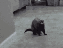 GIF