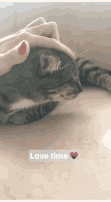 Pet Cat GIF - Pet Cat Love Time GIFs