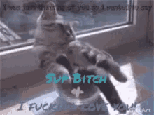a cat is sitting in front of a window with the words i fuck you love you on the bottom