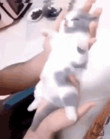 Cat Relax GIF - Cat Relax Vibes GIFs