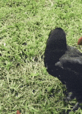 a black bird standing in the grass looking at something