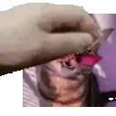 a cat with a pink flower in its mouth is being held by a person 's hand .