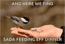 Eating Bird GIF - Eating Bird GIFs