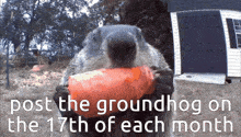 a groundhog is holding a carrot in its mouth with the words post the groundhog on the 17th of each month above it