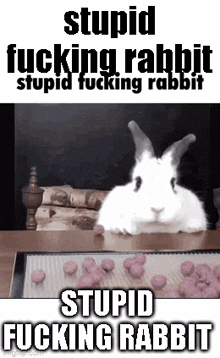 Stupid Fucking Rabbit GIF - Stupid Fucking Rabbit GIFs