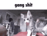 Gang Gang Shit GIF - Gang Gang Shit Kitty GIFs