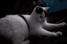 Merlin Cat GIF - Merlin Cat Purring GIFs