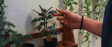 Plants Pinch GIF - Plants Pinch Leaf GIFs