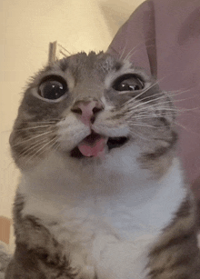 a close up of a cat 's face with its tongue out