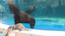 Wait, What? GIF - Animals Otters Seal GIFs