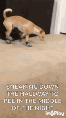 Tiptoe Sneak Away GIF - Tiptoe Sneak Away Sneaking Out GIFs