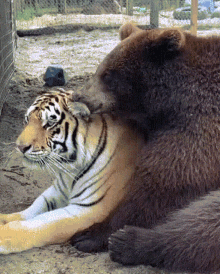 Bear Kiss GIF - Bear Kiss Tiger GIFs