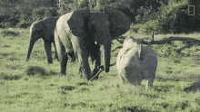 Elephants Wild GIF - Elephants Wild Rhino GIFs