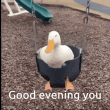 a duck is sitting in a swing at a playground and says good evening you .