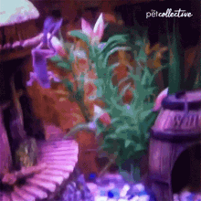 Swimming The Pet Collective GIF - Swimming The Pet Collective Frog GIFs