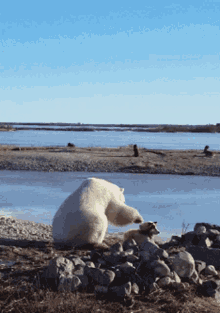 polar bears arctic canada innuit people churchill manitoba polar bear petting dog