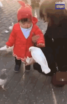 toddler grabs pigeon grabbed by the neck feed bird feeding white pigeon