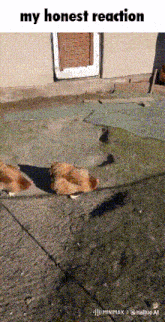 a chicken laying on the ground with the words my honest reaction