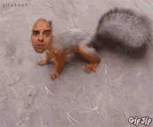 Hodlthatdoge Dogefam GIF - Hodlthatdoge Dogefam Squirrel GIFs