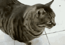 Fat Cat Let Me Live GIF - Fat Cat Cat Fat GIFs