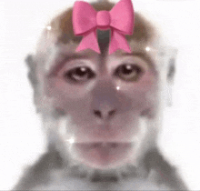 a monkey with a pink bow on its head