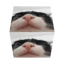 Charlie Silly Cat GIF - Charlie Silly Cat Silly Cat Cat GIFs