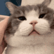 Cat Squish Cat GIF - Cat Squish Cat Cat Head Rub GIFs