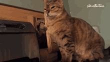 Slap The Pet Collective GIF - Slap The Pet Collective Fight GIFs