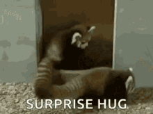 Red Panda Tackle GIF - Red Panda Tackle Surprised Hug GIFs
