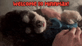 Welcome To Minnmax Pets Minnmax GIF - Welcome To Minnmax Minnmax Pets Minnmax GIFs