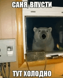 a polar bear is looking out of a window with russian writing on it