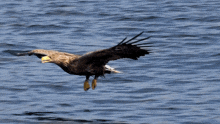 Catching A Fish Eagle GIF - Catching A Fish Eagle Robert E Fuller GIFs