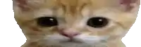 a close up of a cat 's face on a white background .