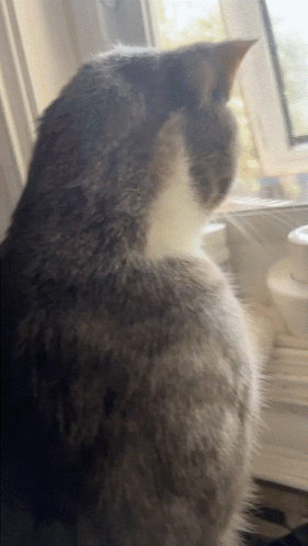 Meme Cat GIF - Meme Cat - Discover & Share GIFs