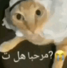 a close up of a cat wearing a hood and a hat with arabic writing on it .