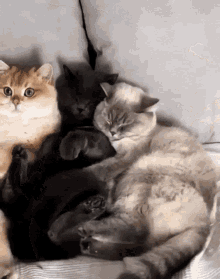 Cats Cat Trio GIF - Cats Cat Trio Sleep GIFs