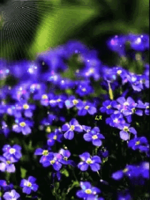 Floral Flower GIF
