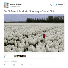 a tweet from world travel with a picture of a field of white flowers