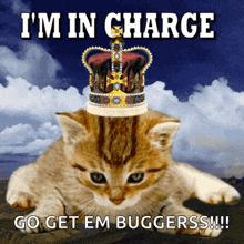 Im In Charge Boss Kitten GIF