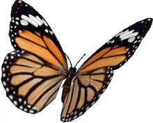 butterfly borboleta